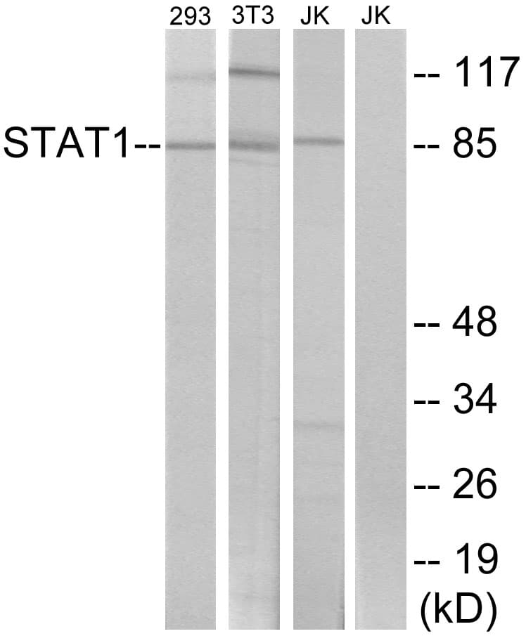 IHC-plus™ STAT1 Antibody (aa694-743)