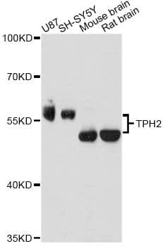TPH2 Antibody