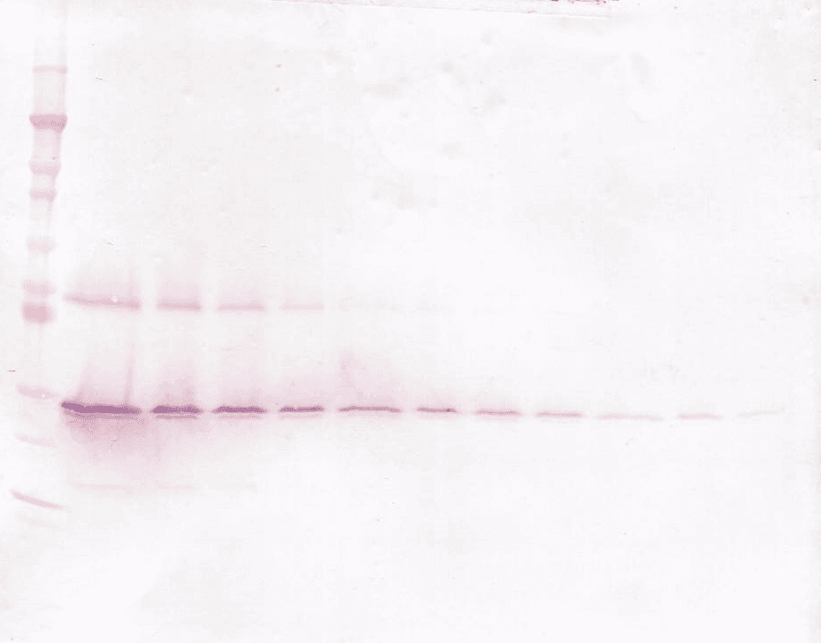 GDNF Antibody