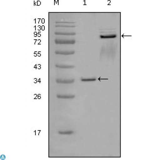 EPHA7 / EPH Receptor A7 Antibody