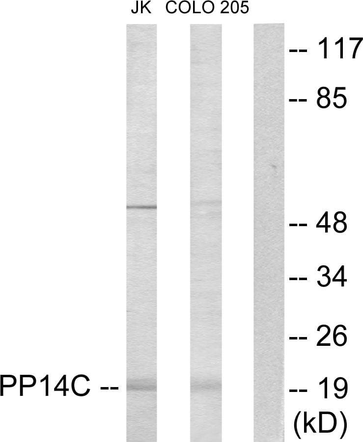PPP1R14C / KEPI Antibody