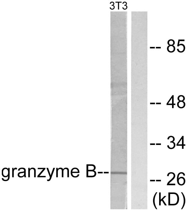 IHC-plus™ GZMB / Granzyme B Antibody (aa10-59)