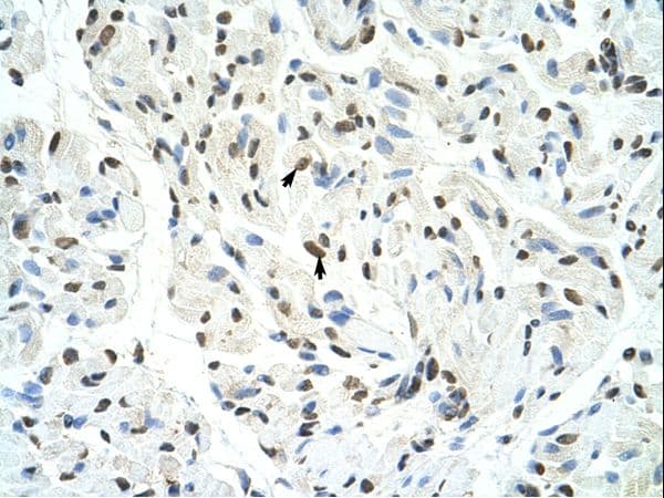 SFPQ Antibody (aa444-493)
