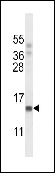 POLR2J Antibody (aa89-117)