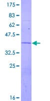 Human ATP6V1G2 Protein (Recombinant GST)