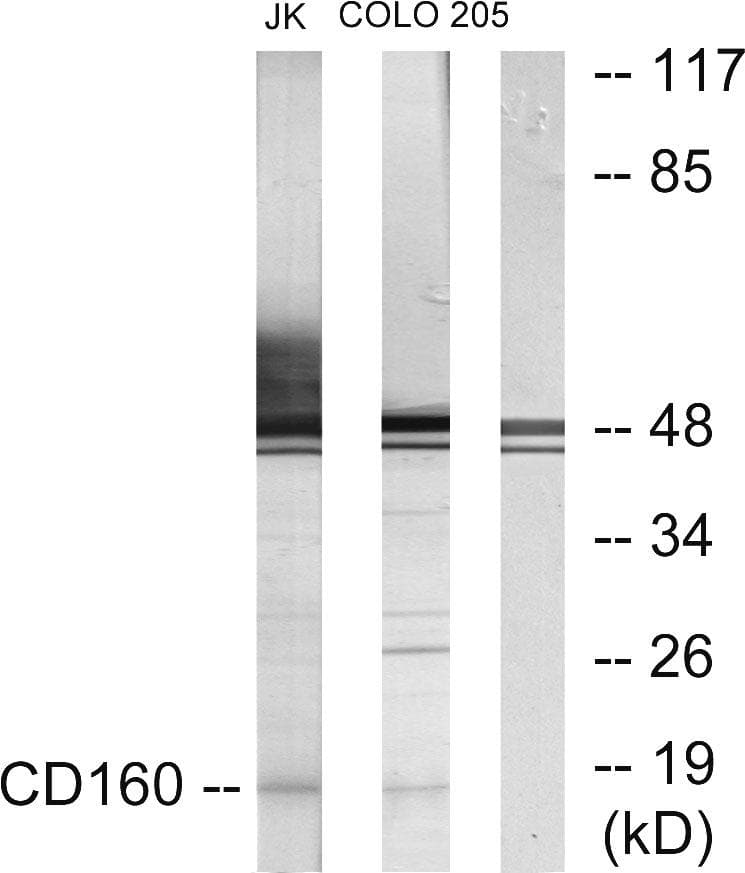 NK1 / CD160 Antibody