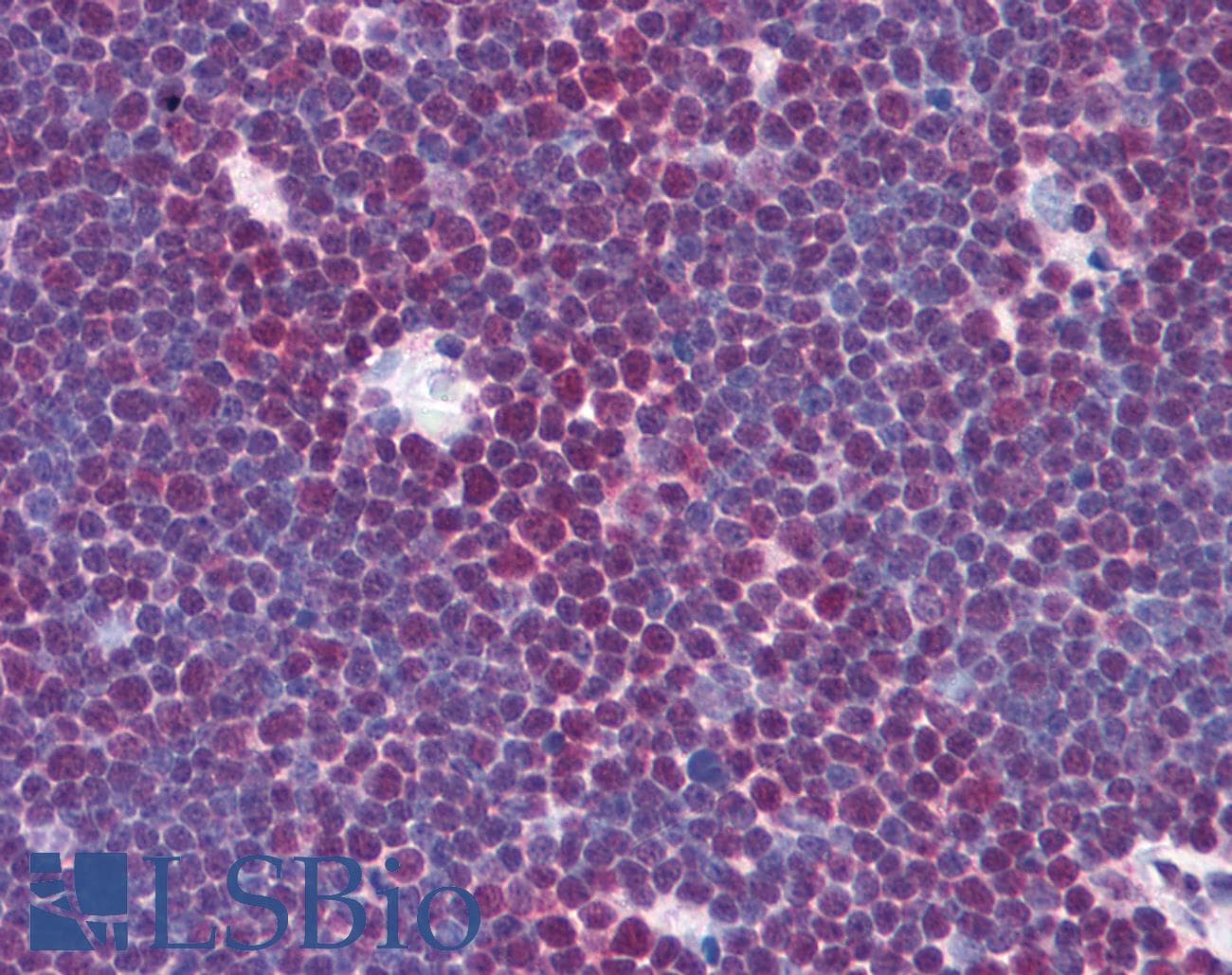 IHC-plus™ Monoclonal Mouse anti-Human DDB1 Antibody (clone 1322, Preservative Free, IHC, WB)