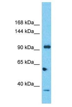 SIPA1L2 Antibody (aa1665-1714)