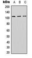 DNMT3A Antibody (N-Terminus)