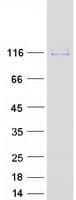 Human OSBPL3 Protein (Recombinant Myc-DDK (Flag))
