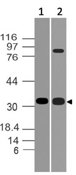 MYD88 Antibody
