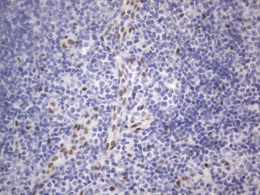 RBFOX1 / A2BP1 Antibody (aa1-210, clone OTI4F9)