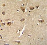 CPLX3 Antibody (aa52-81)