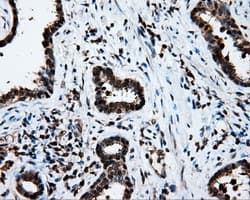 Monoclonal Mouse anti-Human LTA4H / LTA4 Antibody (clone OTI6B5, IHC, WB)