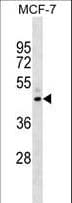 EAR2 / NR2F6 Antibody (aa25-53)