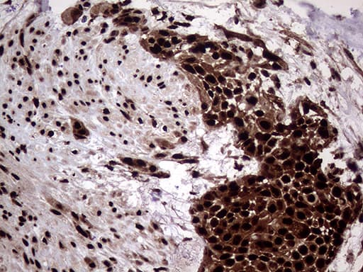 TALDO1 / Transaldolase 1 Antibody (clone OTI1E5, Carrier-free)