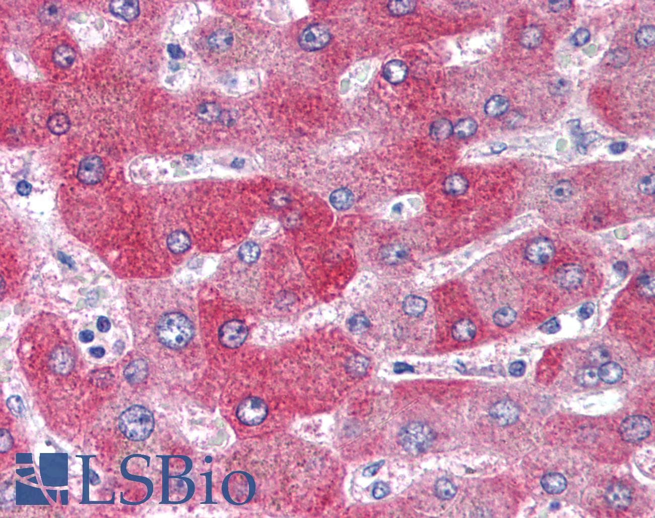 IHC-plus™ Polyclonal Rabbit anti-Human WNT1 Antibody (Internal, IHC)