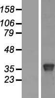 POU3F4 Protein (Over-Expression Lysate Myc-DDK (Flag))