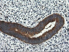 RGS16 Antibody (clone OTI1D3)