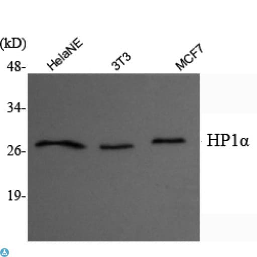 Monoclonal Mouse anti-Human CBX5 / HP1 Alpha Antibody (IF, WB)