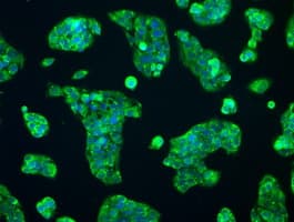 RNF144B Antibody (clone OTI3D7)