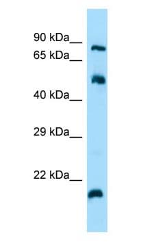 ARL4C Antibody (aa40-89)