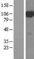 DCBLD2 Protein (Over-Expression Lysate Myc-DDK (Flag))