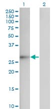 FGF12 Antibody (clone 1D9)