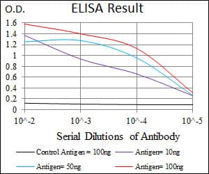 Monoclonal Mouse anti-Human RAF1 / RAF Antibody (clone 4G4, IHC, WB)