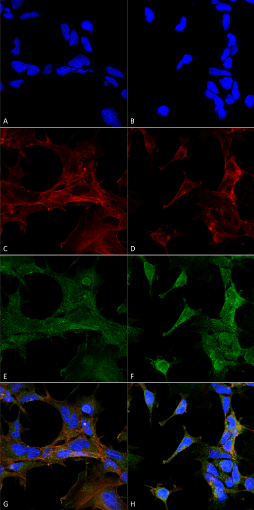 4-HNE Antibody (clone 6F10, FITC)