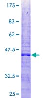 Human MRPL47 Protein (Recombinant GST)