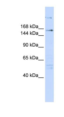 Polyclonal Rabbit anti-Human RERE Antibody (N-Terminus, WB)