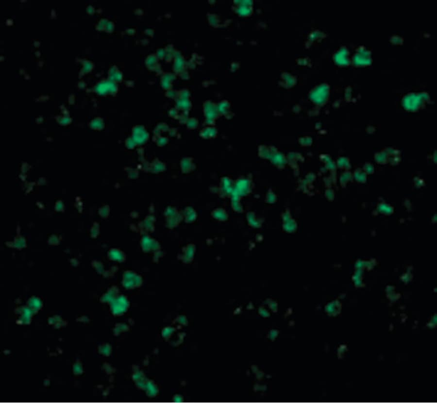 IHC-plus™ Polyclonal Rabbit anti-Human XAF1 Antibody (IHC, IF, WB)