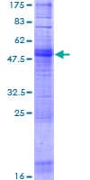 Human OR1A2 Protein (Recombinant GST)