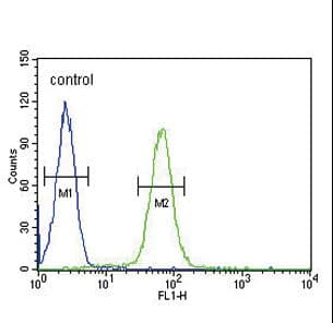 Polyclonal Rabbit Anti-IGHG1 / IgG Secondary Antibody (WB)