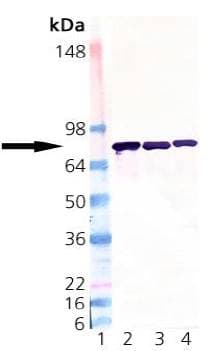 IHC-plus™ PDIA4 / ERP72 Antibody (aa623-638)