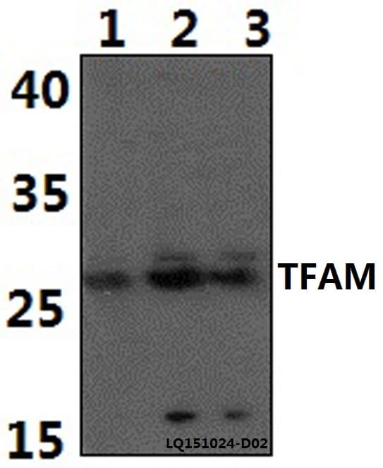 MtTFA / TFAM Antibody