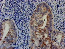 CHCHD5 Antibody (aa1-110, clone OTI6G6, Carrier-free)