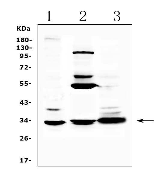 ERCC1 Antibody