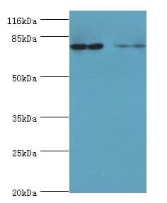 MTRR Antibody (aa1-725)
