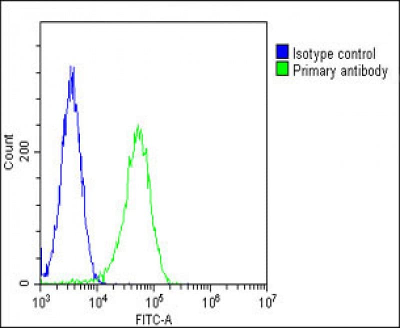 IHC-plus™ Polyclonal Rabbit anti-Human PGAP1 Antibody (N-Terminus, IHC, IF, WB)