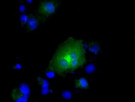 RNF144B Antibody (clone OTI12B6)
