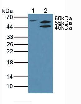 AKT2 Antibody (aa142-412, Biotin)