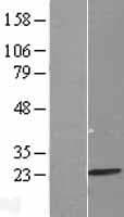 MRPL13 Protein (Over-Expression Lysate Myc-DDK (Flag))
