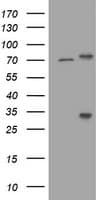 RIPK1 / RIP Antibody (clone OTI1A7)