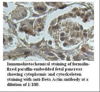 ACTB / Beta Actin Antibody