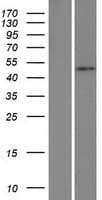 HSFY1 Protein (Over-Expression Lysate Myc-DDK (Flag))