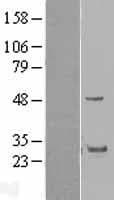 GRAP Protein (Over-Expression Lysate Myc-DDK (Flag))