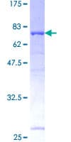 Human UBAC1 / KPC2 Protein (Recombinant GST)
