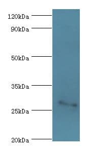 FGF13 Antibody (aa1-245)